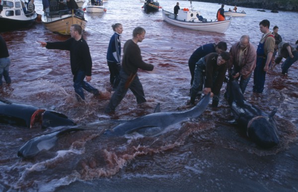 DENMARK, Faroe Islands, Streymoy Island, Torshavn.  Grindadrap traditional killing of pods of pilot