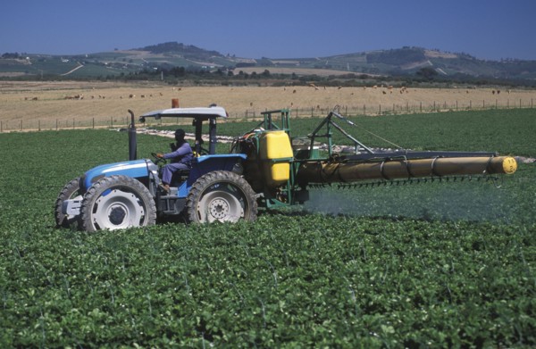 SOUTH AFRICA, Western Cape, Stellenbosch, Agricultural farm labourer spraying strawberry fields at