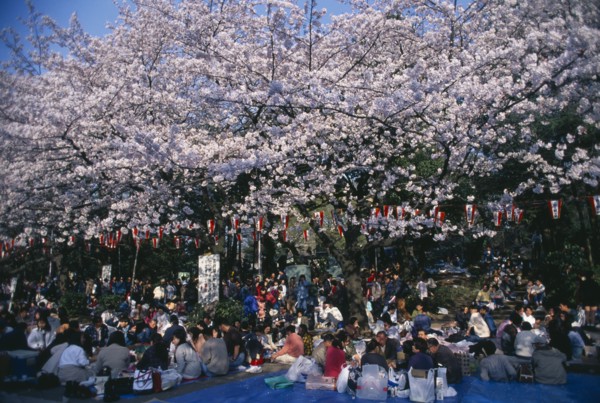 JAPAN, Honshu, Tokyo, Hanami Cherry Blossom viewing parties in Ueno Park