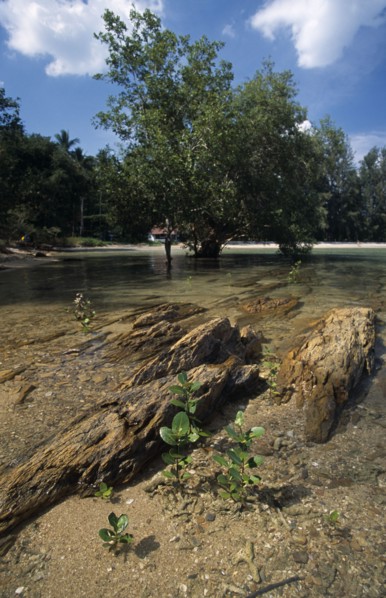 THAILAND, Krabi, Koh Lanta Yai, Klong Dao beach young mangroves growing in the shallow water