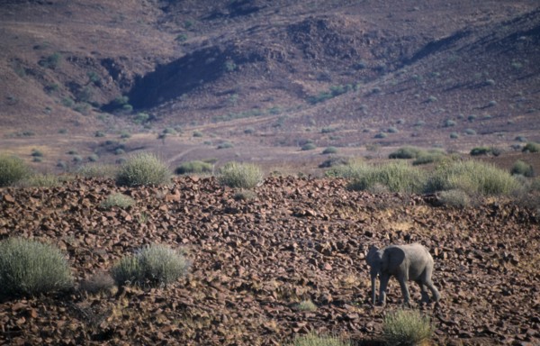 NAMIBIA, Damaraland, Lone desert Elephant walking through the arid desert landscape