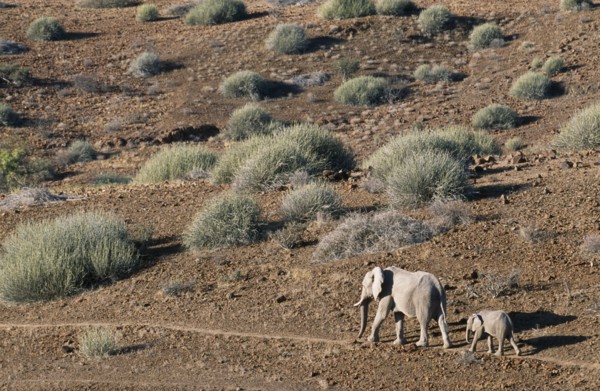 NAMIBIA, Damaraland, Mother and calf desert Elephants walking through arid desert landscape
