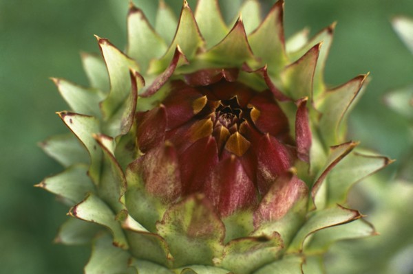 PLANTS, Flowers, Artichoke head detail.