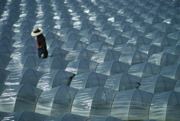 JAPAN, Tako, Chiba, Farmer working in field with plastic protecting watermelon crop.