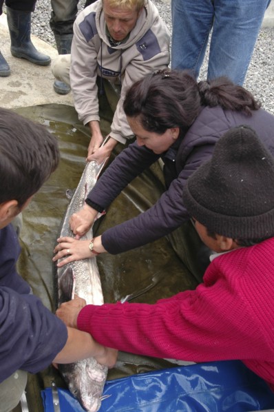 ROMANIA, Tulcea, Isaccea, Female sturgeon inspected for eggs at the Casa Caviar sturgeon hatchery