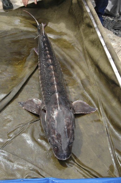 ROMANIA, Tulcea, Isaccea, Female sturgeon in full view at the Casa Caviar sturgeon hatchery before