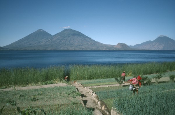 GUATEMALA, Agriculture, Market gardening on the shore of Lake Atitlan.  People watering onions.