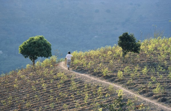 PERU, General, Man walking through a field of coca.  Coca is still traditionally chewed by the