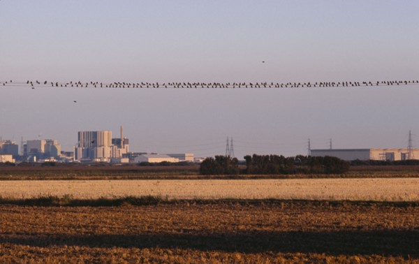 20059205 ENGLAND Kent Dungeness Nuclear Power station seen from across farm land in evening light with starlings perched on power cable lines.