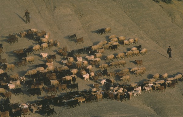 IRAQ, Kurdistan, Farming, Goat herders.