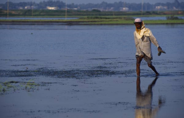 BANGLADESH, Dhaka, Farmer walking through flooded field.