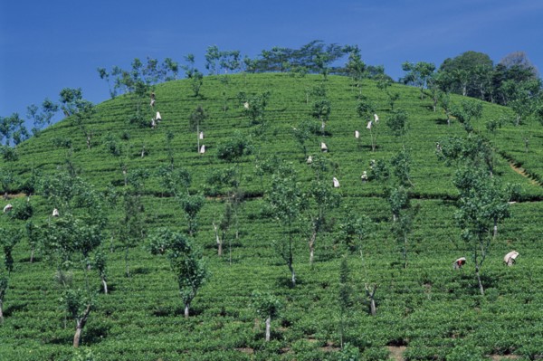 SRI LANKA, Nuwara Eliya, Tamil women picking tea on plantation hillside.