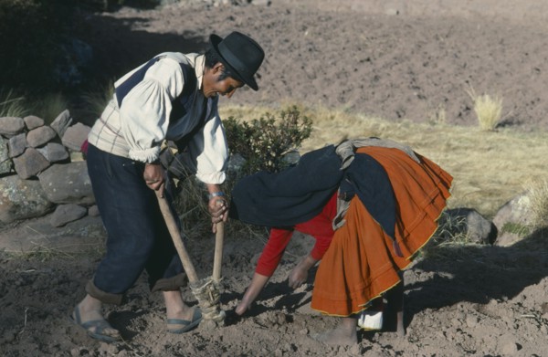 PERU, Puno, Lake Titicaca, Taquile.  Husband and wife using Incan plough to plant potatoes.