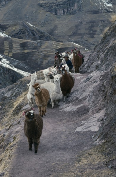PERU, Cusco, Cordillera Vilcanota, Shepherd family and alpaca herd begining long descent along
