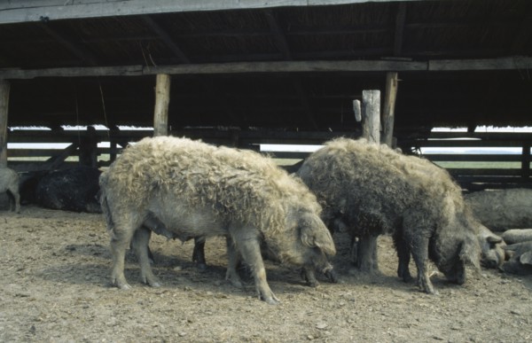 HUNGARY, Great Hungarian Plain, Ancient breed of curly coated Mangalica pig.