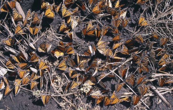 MEXICO, Michoacan State, El Rosario Butterfly Sanctuary, Mass of Monarch butterflies settled on