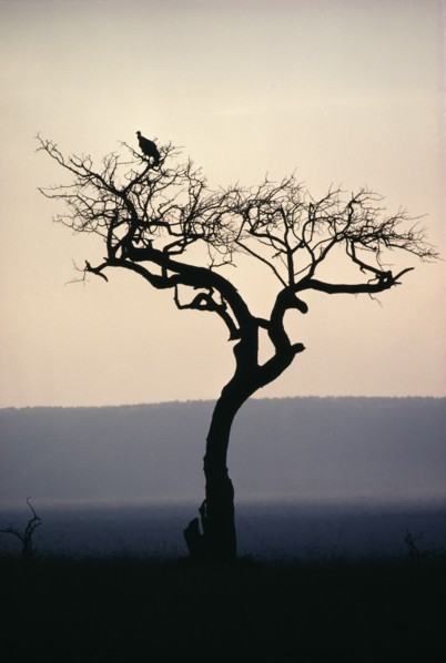 TANZANIA, Birds, Tree with a vulture perched on branch in dusk light.