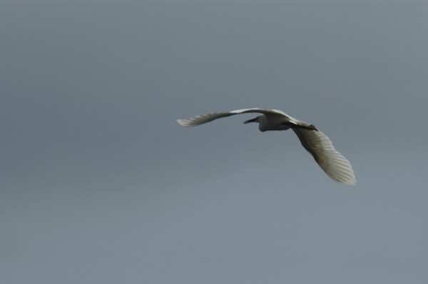 ROMANIA, Tulcea, Danube Delta, White pelican in full flight at Danube Delta Biosphere Reserve