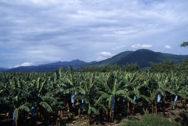 JAMAICA, St Thomas, Banana plantation.