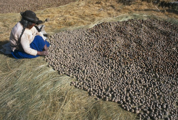 BOLIVIA, La Paz, Lake Titicaca, Isla del Sol.  Indian woman laying out potatoes to freeze dry in