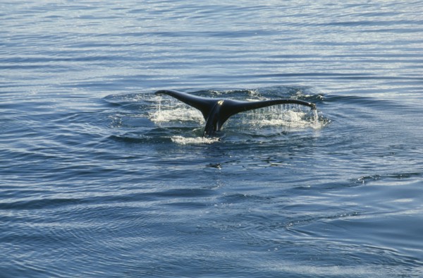 ANTARCTICA, Antarctic Peninsula, Crystal Sound, Humpback Whale breaching water.