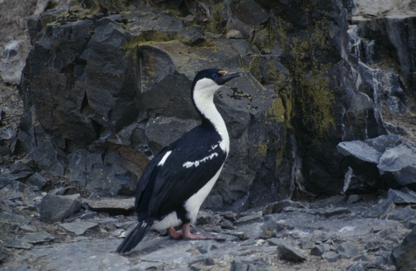 ANTARCTICA, Antarctic Peninsula, Livingstone Island, Hannah Point.  Blue eyed shag.