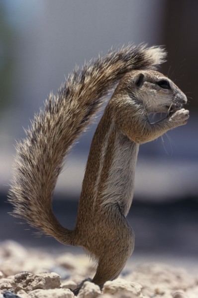 NAMIBIA, Etosha National Park, Ground Squirrel standing upright shading itself with its tail