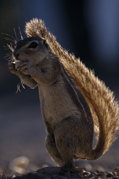 NAMIBIA, Etosha National Park, Ground Squirrel standing upright shading itself with its tail