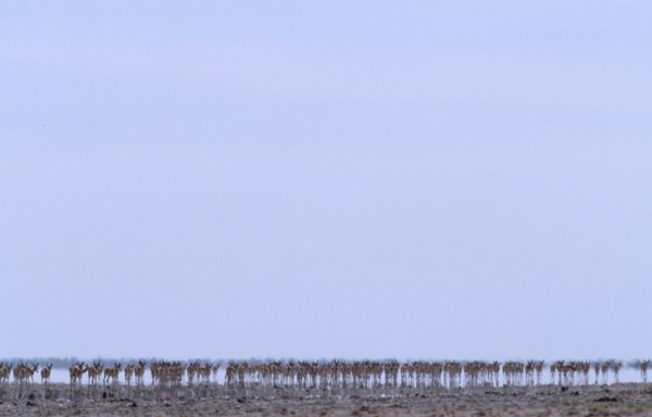 NAMIBIA, Etosha National Park, Line of Springbok walking in mirage of intense summer heat across