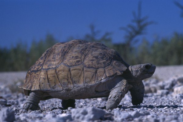 NAMIBIA, Etosha National Park, Tortoise walking on gravel