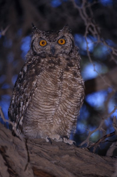 NAMIBIA, Etosha National Park, Close up of a Spotted Eagle Owl sitting on an acacia tree branch