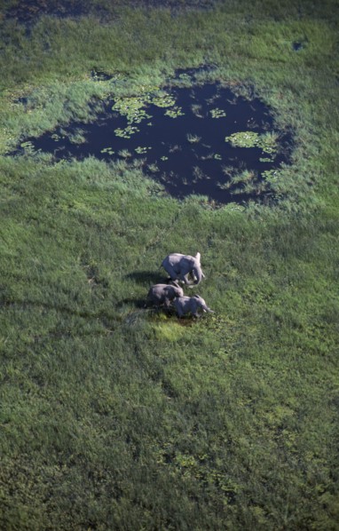 BOTSWANA, Okovango Delta, Aerial view looking down on Elephants in green landscape