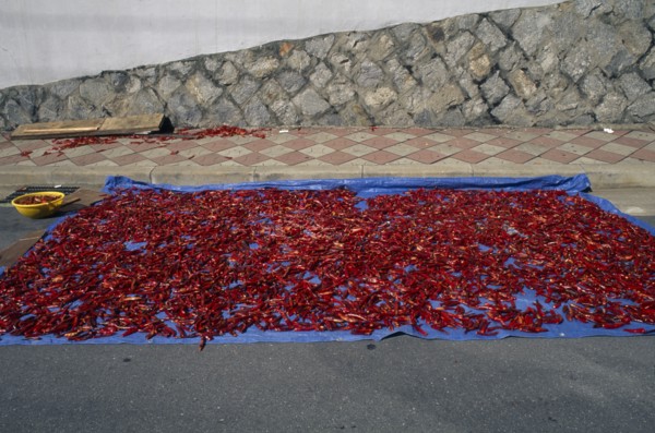 SOUTH KOREA, Inchon, Red chilli peppers left out to dry in the sun on pavement.