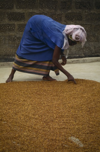 SIERRA LEONE, Agriculture, Woman spreading grain on the ground to dry