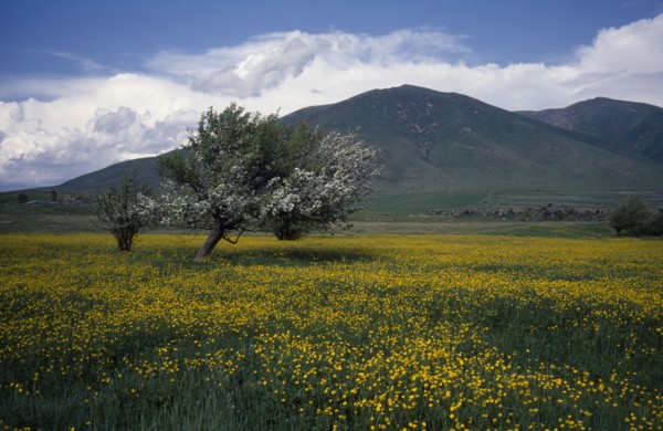ARMENIA, Landscape, View towards tree in field of buttercups in springtime
