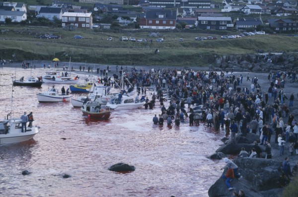 DENMARK, Faroe Islands, Streymoy Island, Torshavn.  Grindadrap traditional killing of pods of pilot
