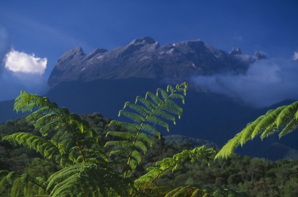 MALAYSIA, Borneo, Sabah, Mount Kinabalu.  Granite peak rising from national park with tree ferns in