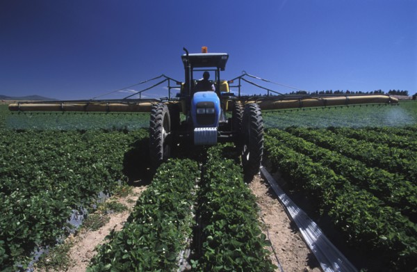 SOUTH AFRICA, Western Cape, Stellenbosch, Agricultural farm labourer spraying strawberry fields at