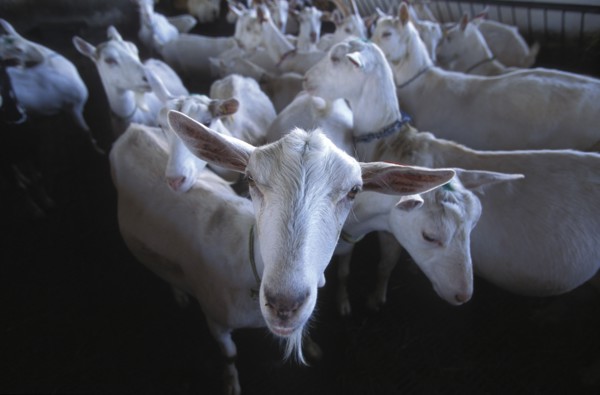 SOUTH AFRICA, Western Cape, Paarl, Herd of goats prior to being milked at Fairview goats cheese and