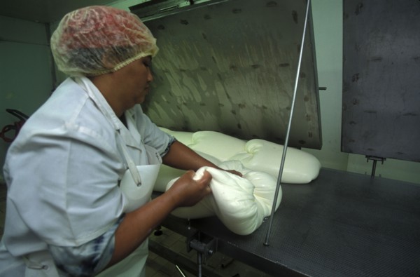 SOUTH AFRICA, Western Cape, Paarl, Female worker preparing goats milk for processing in to cheese
