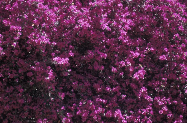 SOUTH AFRICA, Western Cape, Riebeek Kasteel, Close up of a Bougainvillea plant with purple pink