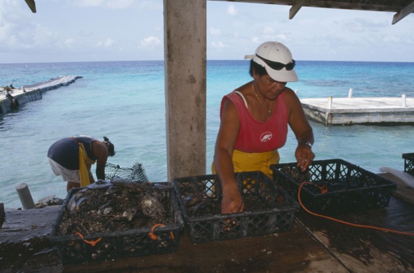 PACIFIC ISLANDS, French Polynesia, Tuamotu Islands, Manihi.  Women sorting black pearl oysters.