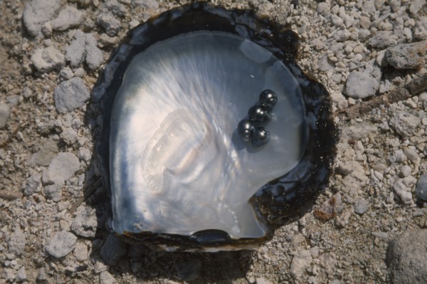 PACIFIC ISLANDS, French Polynesia, Tuamotu Islands, Manihi.  Open half of oyster shell with four