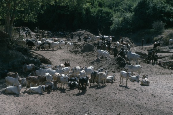 UGANDA, Karamoja, Tribal People, Karamojong cattle herd being watered at wells dug into dry river