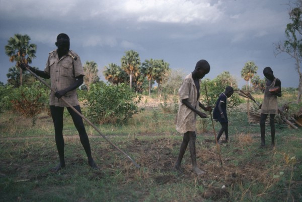 SUDAN, Farming, Dinka villagers planting groundnuts using primitive tools.