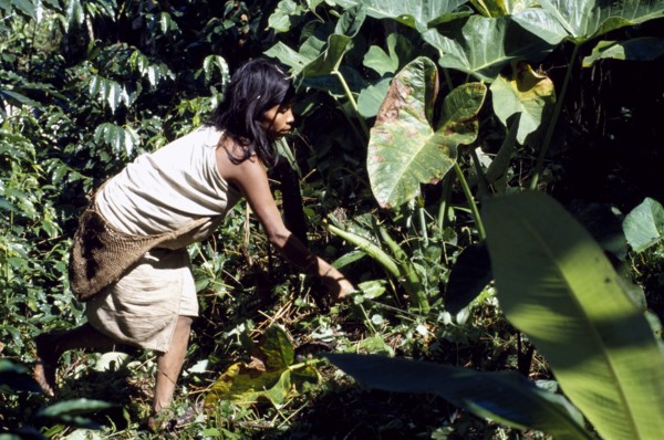COLOMBIA, Indigenous People, Kogi woman gardening.