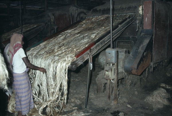INDIA, West Bengal, Calcutta, Male worker in Fort Gloster jute mill feeding raw jute on to