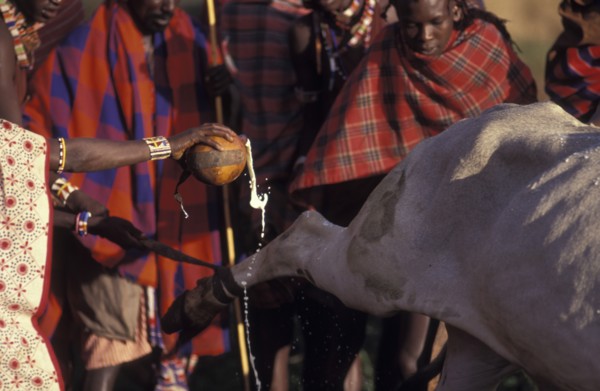 KENYA, Kajiado, Maasai tribal elders pour milk onto a sacrificial bull. The bull wil be slaughtered