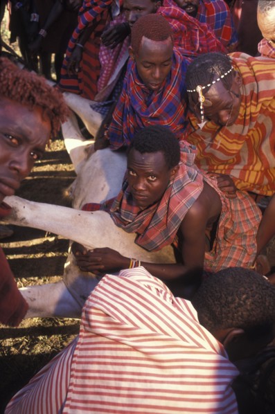KENYA, Kajiado, A sacrificial cow is suffocated to death at the beginning of the initiation