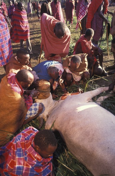 KENYA, Kajiado, A sacrificial cow is suffocated to death at the beginning of an initiation ceremony